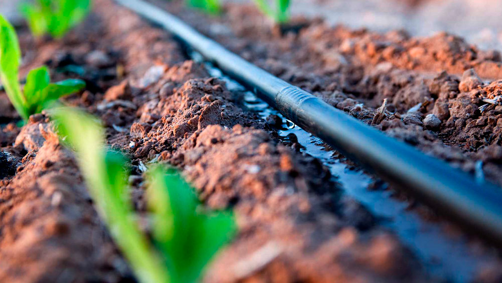 Drip irrigation system hose close up wetting the soil next to small green seedlings