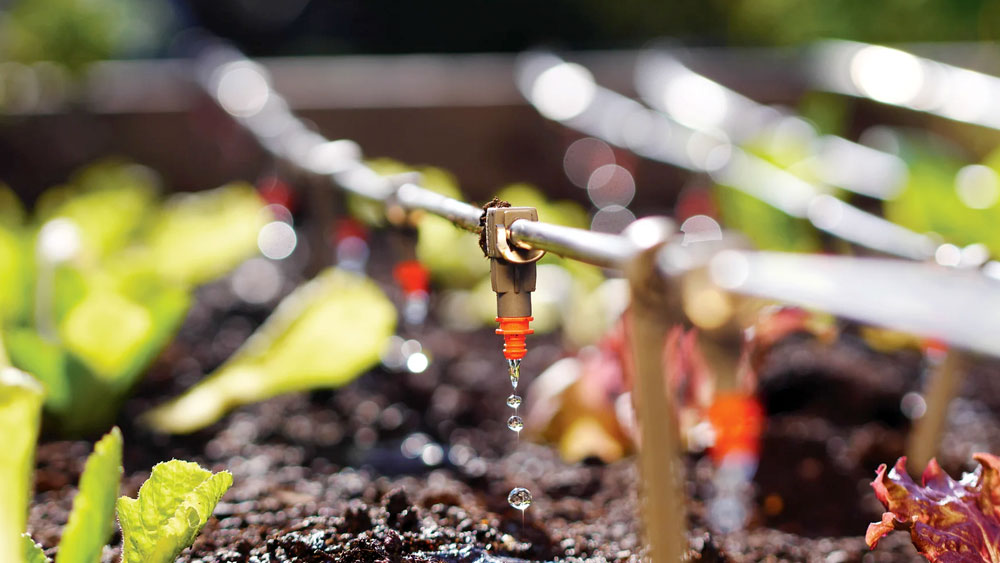 A drip irrigation system running in a garden, showing the efficiency of this approach to xeriscape irrigation