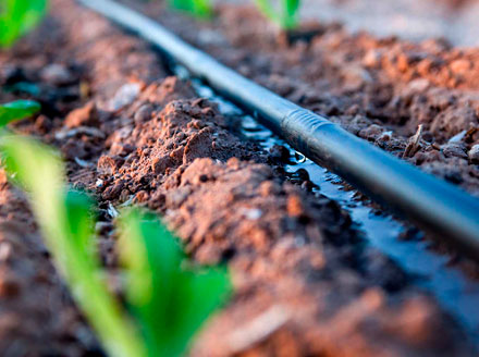 Drip Irrigation System Drip irrigation system hose close up wetting the soil next to small green seedlings