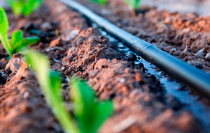 Drip Irrigation System Drip irrigation system hose close up wetting the soil next to small green seedlings