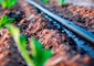 Drip irrigation system hose close up wetting the soil next to small green seedlings