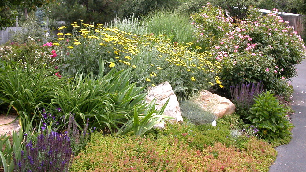 A xeriscaped bed with a variety of lush greenery from grasses and shrubbery to yellow, pink, purple and red blossoms with large accent boulders