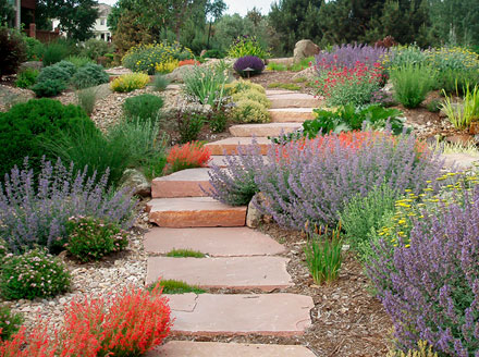 Colorful Xeriscape Winding stone path surrounded by colorful native xeriscape plants and pale wood mulch