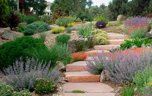 Colorful Xeriscape Winding stone path surrounded by colorful native xeriscape plants and pale wood mulch