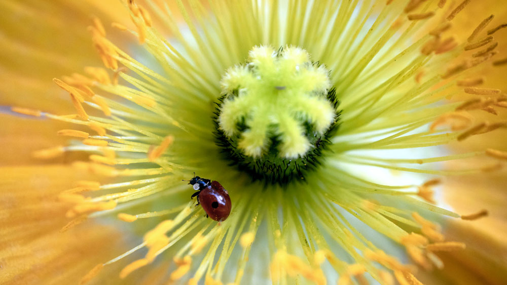 A red ladybug in the center of a large yellow flower. Beneficial insects protect the health of a xeriscape by providing natural pest control.