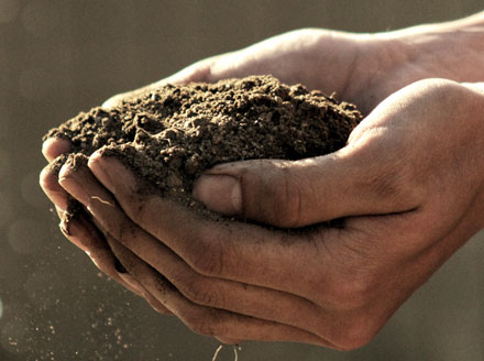 Assessing the Soil Cupped hands holding a mound of soil, signifying the importance of healthy soil for xeriscaping