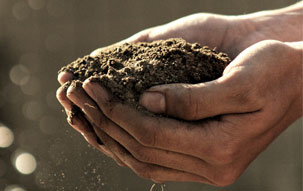 Assessing the Soil Cupped hands holding a mound of soil, signifying the importance of healthy soil for xeriscaping