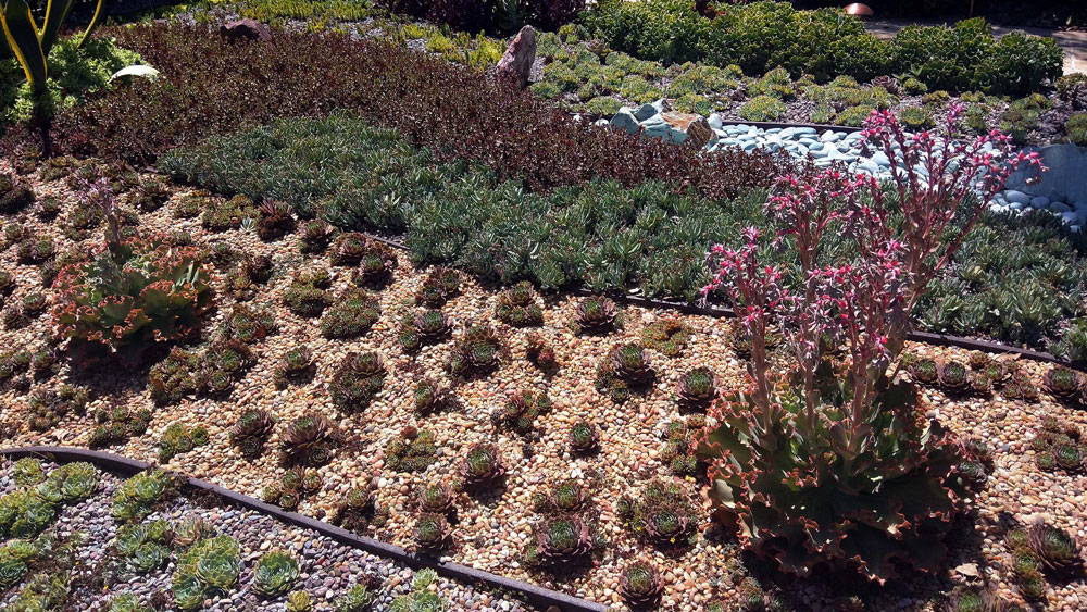 Large xeriscape garden of succulents and yucca plants divided into zones with varying colors of gravel