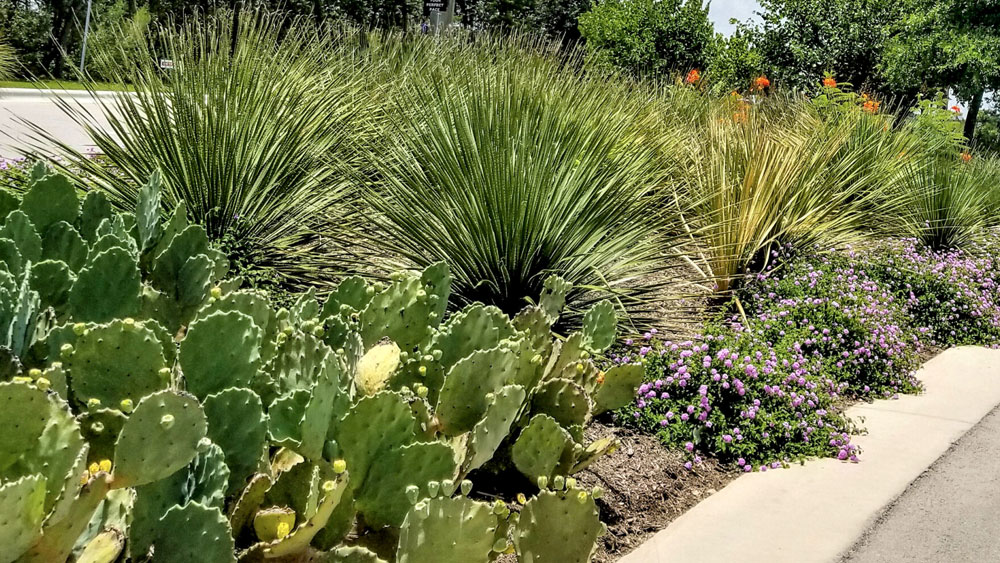Xeriscape garden along a road with tall yucca, paddle cacti and short purple flowering xeric plantings