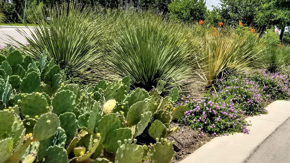 Yucca and Cacti Xeriscape Xeriscape garden along a road with tall yucca, paddle cacti and short purple flowering xeric plantings