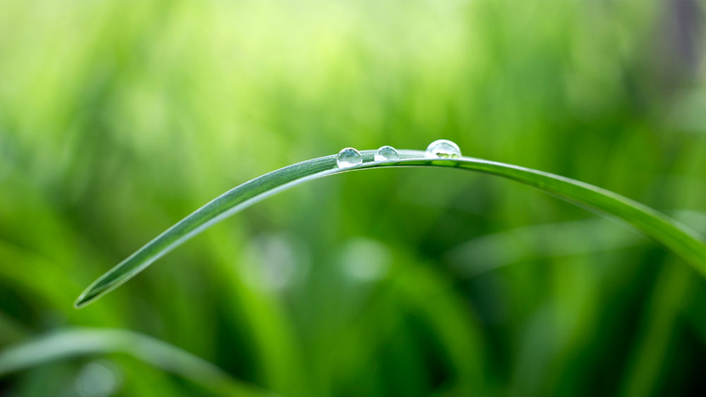 Single blade of green grass in a landscape with a water droplet, signifying the large amount of water turf requires compared to a xeriscape
