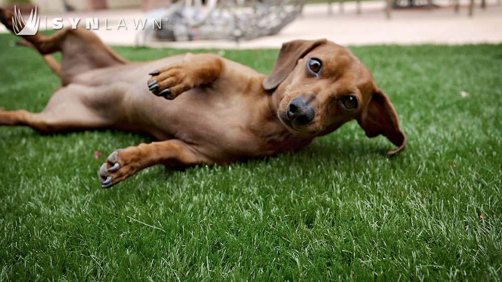 Brown dachshund rolled on its back laying on SYNLawn synthetic Pet Platinum turf